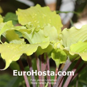 Hosta Valley’s Pavlova
