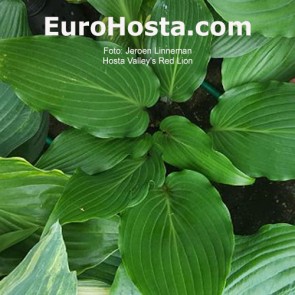 hosta Valley's Red Lion