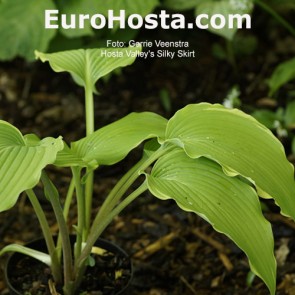 Hosta Valley's Silky Skirt