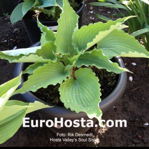 hosta Valley's Soul Sister
