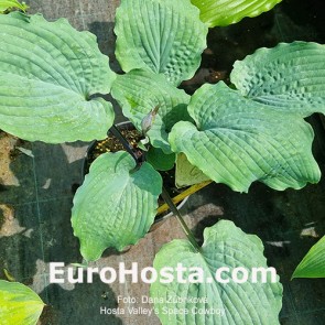 Hosta Valley's Space Cowboy