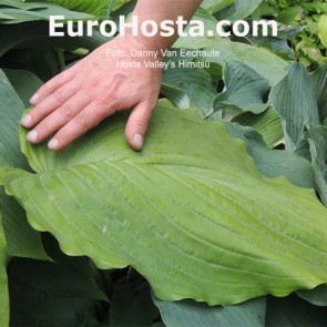 Hosta Valley's Himitsu