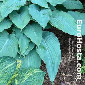 hosta Valyrian Steel 