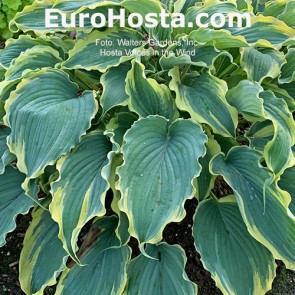 hosta Voices in the Wind