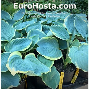 Hosta We Back the Badge 