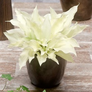 Hosta White Feather