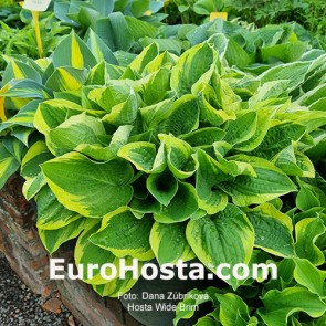 Hosta Wide Brim - Eurohosta
