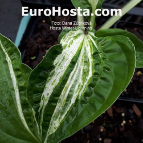 hosta Winter Lightning