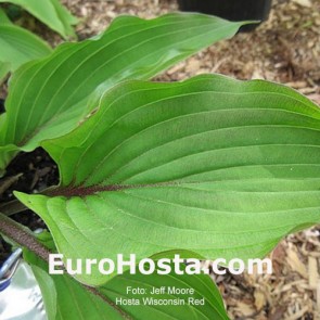 hosta Wisconsin Red