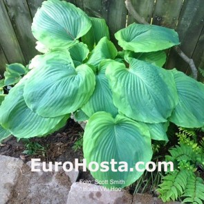 hosta Wu Hoo
