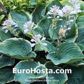 Hosta Giantland Butterfly Wings