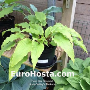 Hosta Valley's Tonkatsu