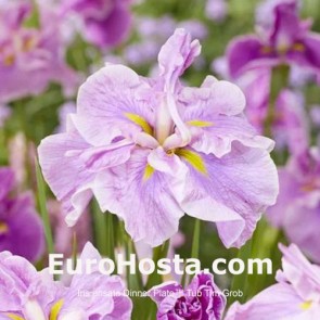 Iris ensata Dinner Plate Tub Tim Grob