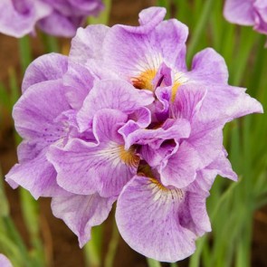 Iris Sibirica Pink Parfait