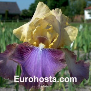 Iris Ballyhoo