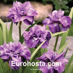 Iris Sibirica Imperial Opal