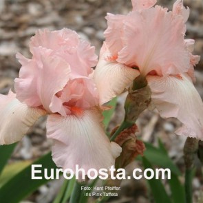 Iris  Pink Tafette