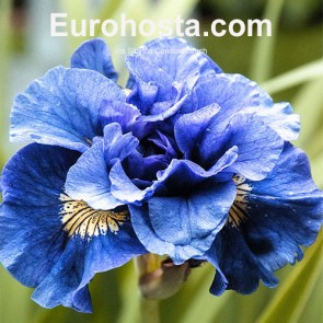 Iris Sibirica Concord Crush