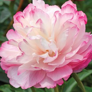 Paeonia Joker
