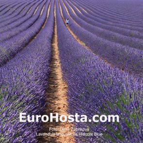 Lavandula angustifolia 'Hidcote Blue'