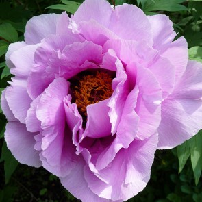 Paeonia Morning Lilac