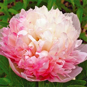 Mutabilis Plena