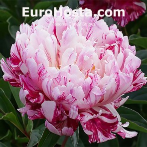 Paeonia Candy Stripes