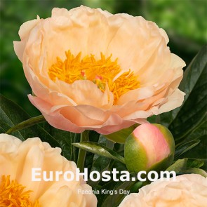 Paeonia King's Day