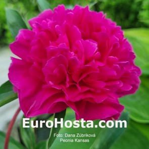 Paeonia Pivónia Kansas