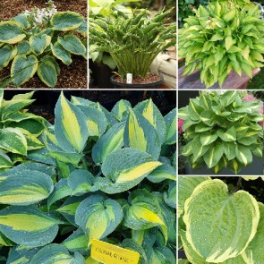 Hosta - pestré listy