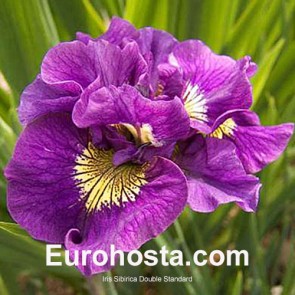 Iris Sibirica Pink Parfait