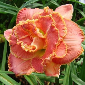 Hemerocallis Susan Pritchard Petit