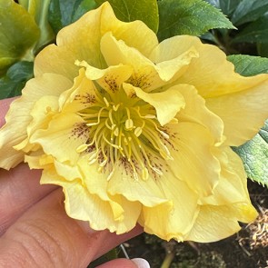 Helleborus Double picotee Red