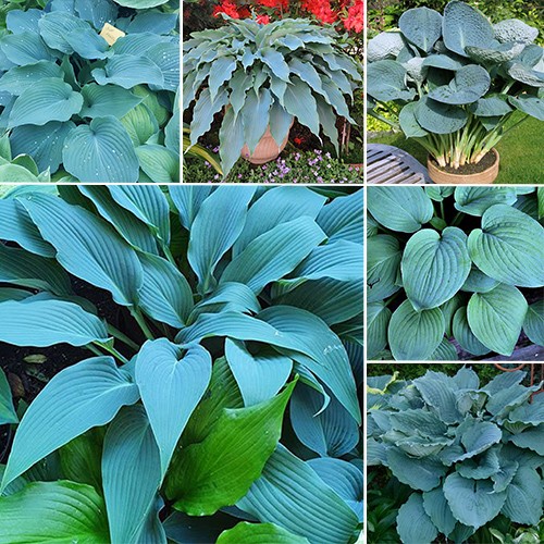 Hosta - modrá záhrada