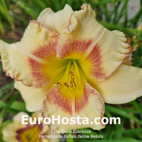 Buffalo Yellow Beauty 