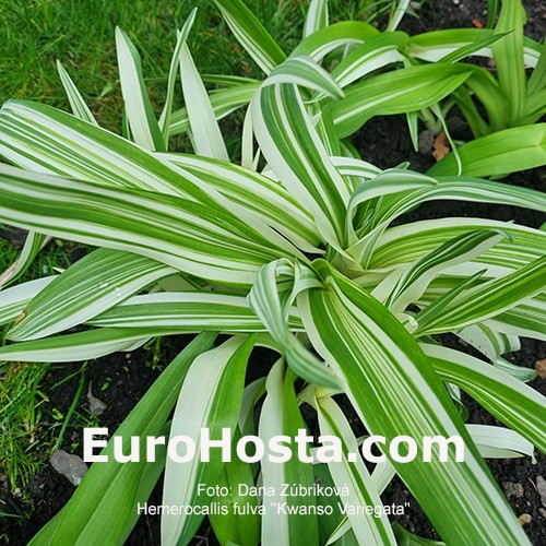 fulva "Kwanso Variegata"