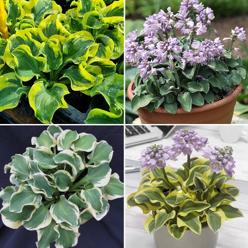 Hosta - Myšie uši 