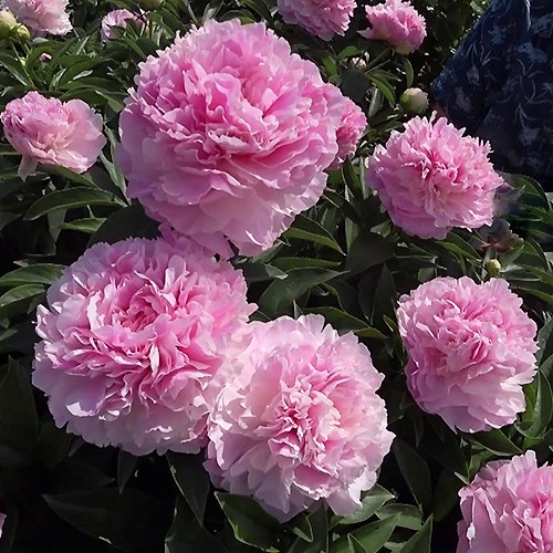 Pivónia Pink Giant 