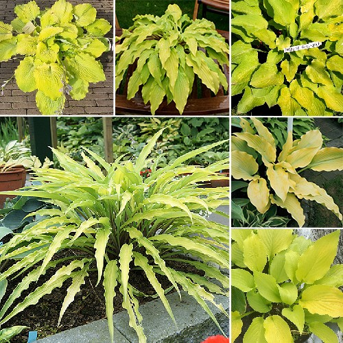 Hosta - žltá záhrada 