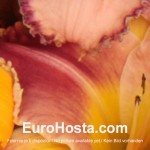 Hemerocallis Fred Manning 