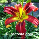 Hemerocallis Heavenly Mr. Twister