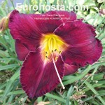 Hemerocallis All American Plum - Eurohosta