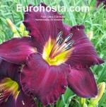 Hemerocallis All American Plum - Eurohosta