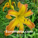 Hemerocallis BF 2018 - 35 Eurohosta