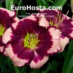 hemerocallis Blackberries and Cream