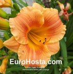 Hemerocallis Buffalo Mini Orange
