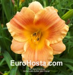 Hemerocallis Buffalo Mini Orange