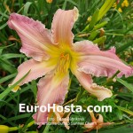 Hemerocallis Buffalo Sunrise Charm 