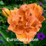 Hemerocallis Doublelicious