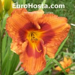 Hemerocallis Duke of Durham